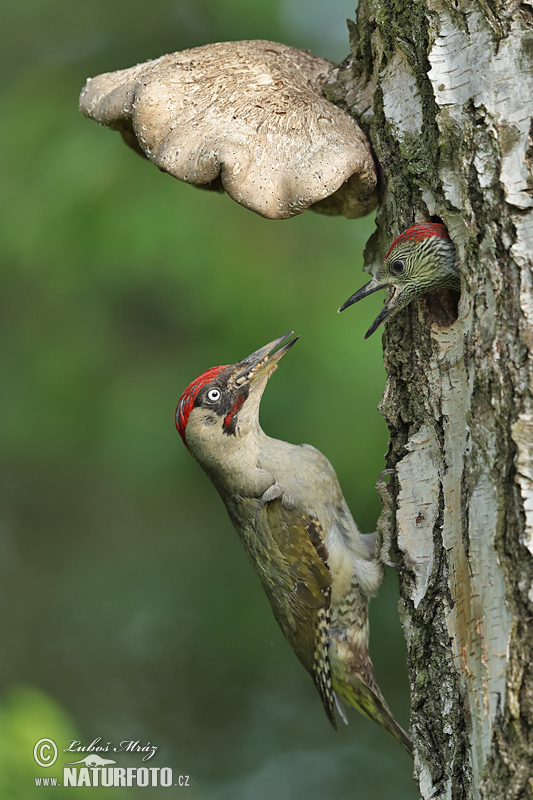 Burung Belatuk Sisik