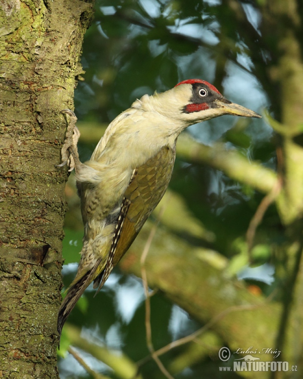 Burung Belatuk Sisik