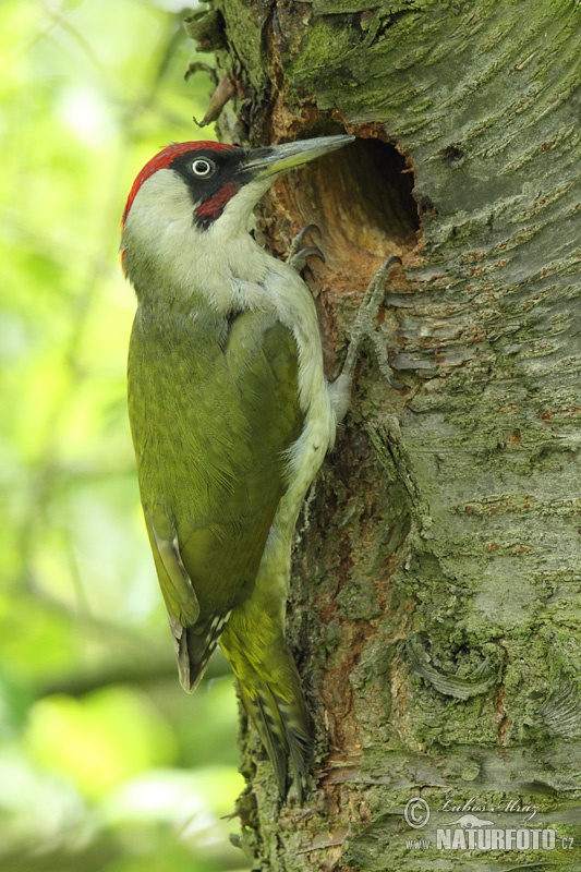 Burung Belatuk Sisik