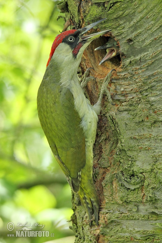 Burung Belatuk Sisik