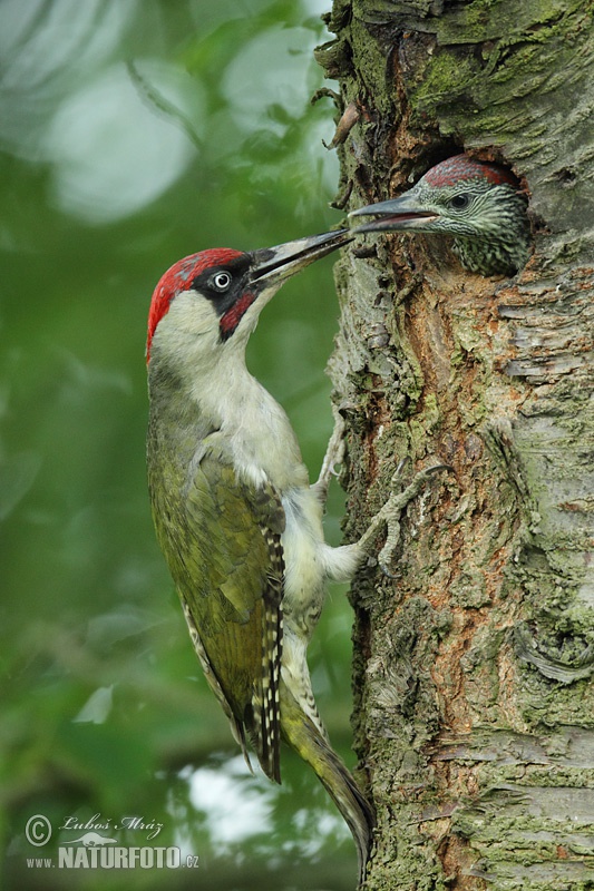 Burung Belatuk Sisik