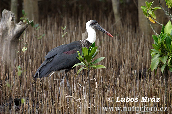 Burung Botak Padang