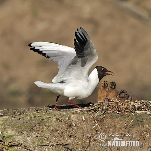 Burung Camar Topeng Hitam