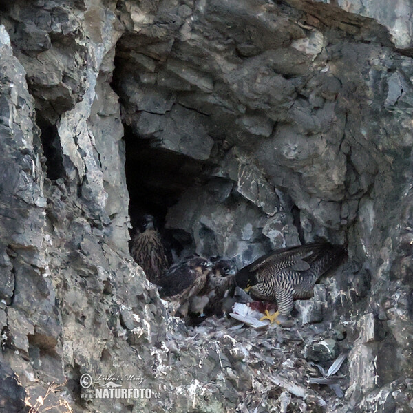 Burung Falko Belalang