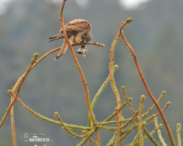 Burung Falko Serani