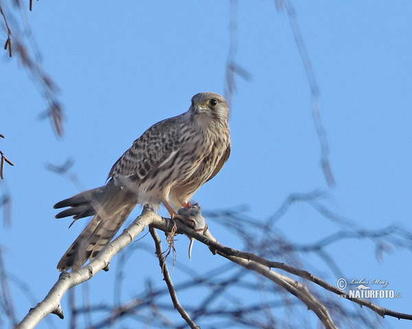 Burung Falko Serani