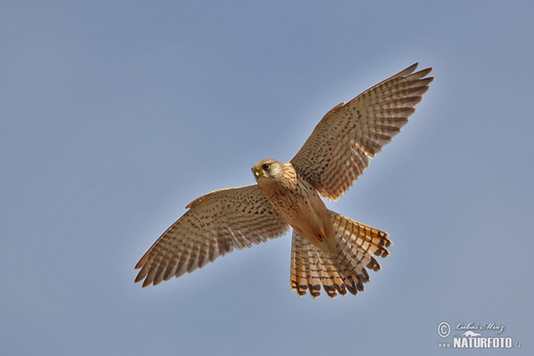 Burung Falko Serani