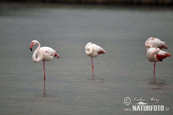 Burung Flamingo Besar