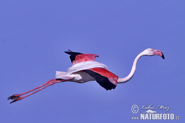 Burung Flamingo Besar