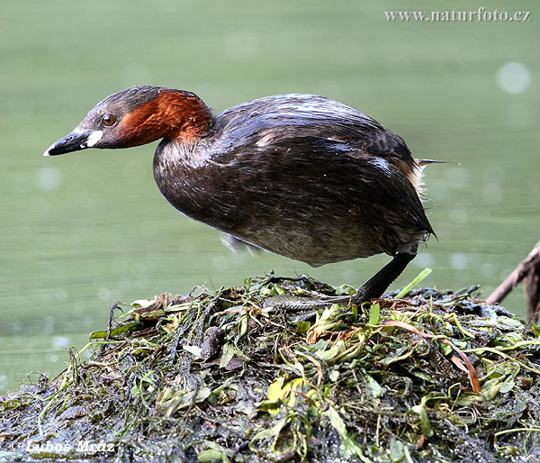 Burung Grebe Kecil