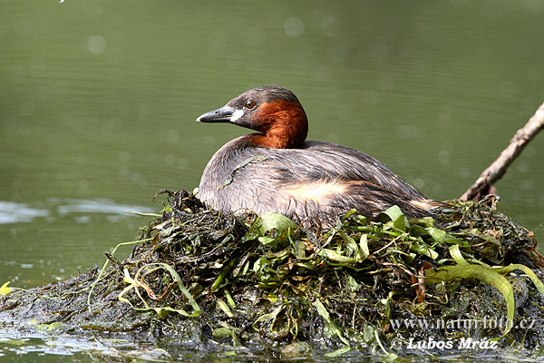 Burung Grebe Kecil