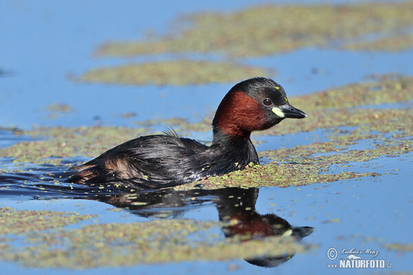 Burung Grebe Kecil