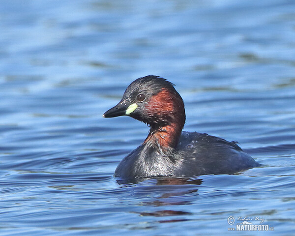 Burung Grebe Kecil