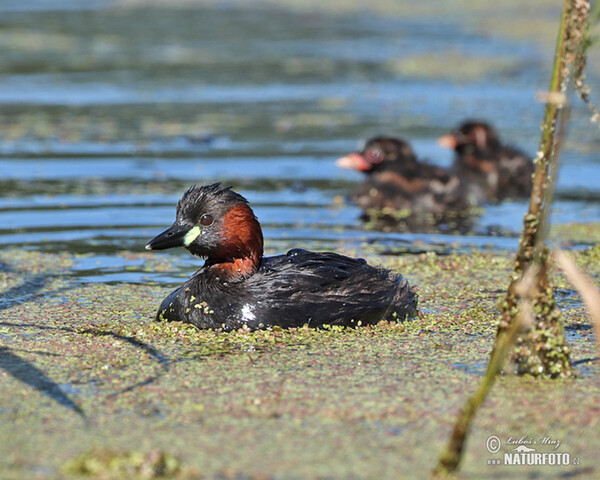 Burung Grebe Kecil