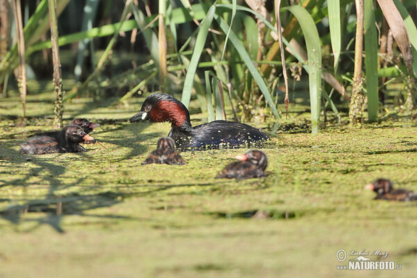 Burung Grebe Kecil