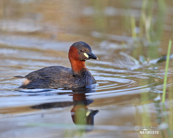 Burung Grebe Kecil