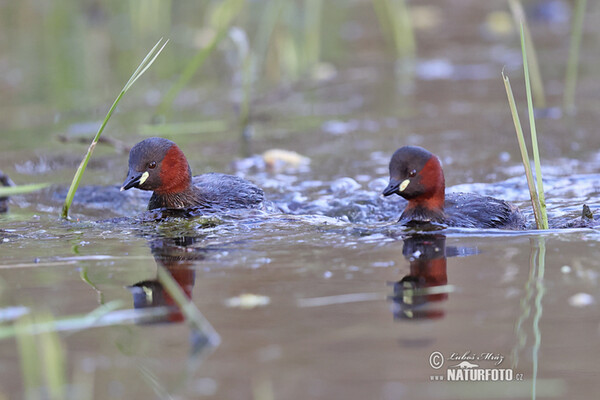 Burung Grebe Kecil