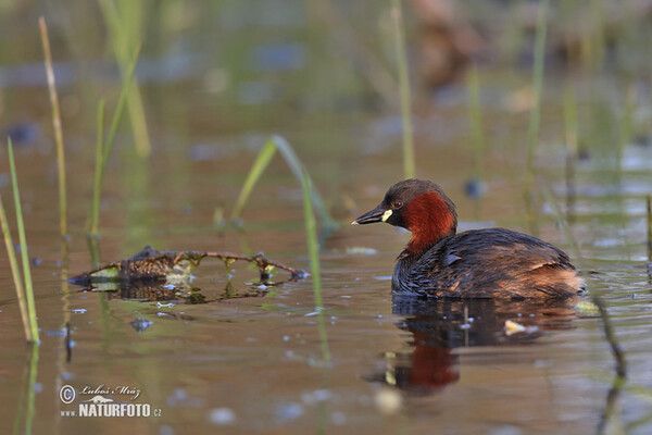 Burung Grebe Kecil