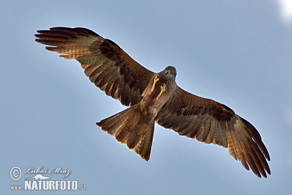 Burung Helang Kembara Hitam