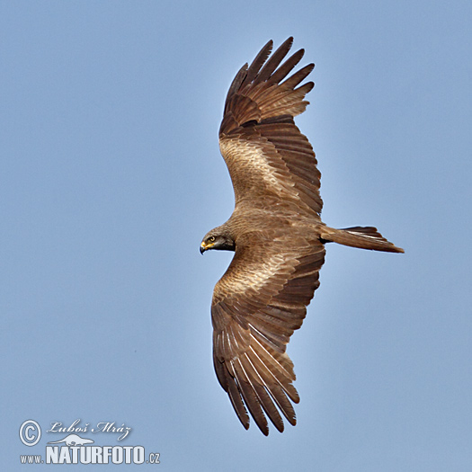 Burung Helang Kembara Hitam