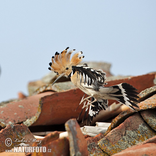 Burung hud-hud