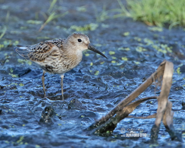 Burung Kedidi Dunlin