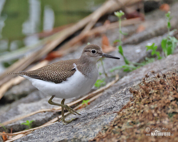 Burung Kedidi Pasir