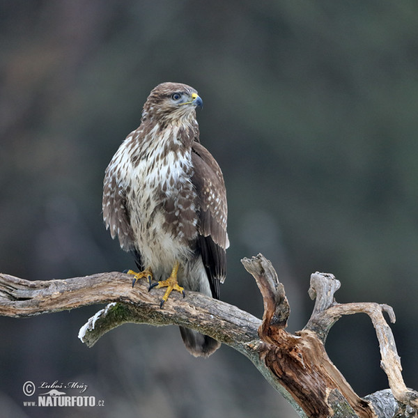 Burung Lang Gempal