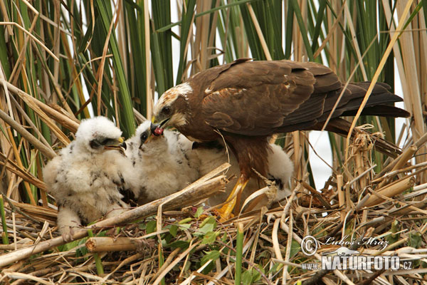 Burung Lang Kepala Putih