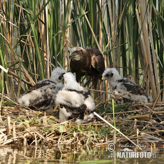 Burung Lang Kepala Putih