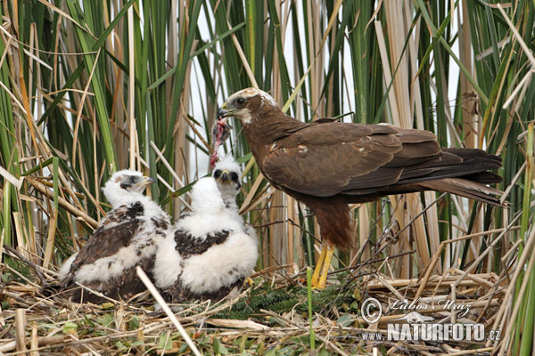 Burung Lang Kepala Putih