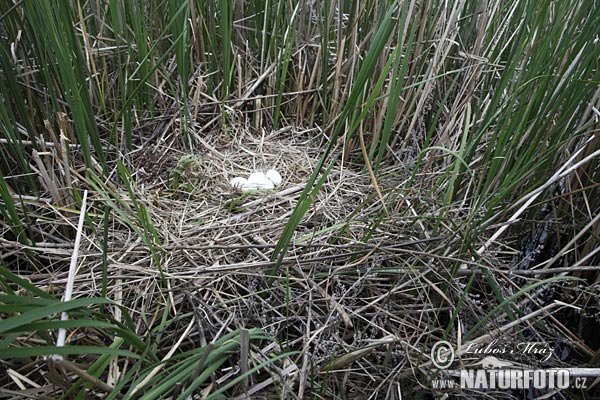 Burung Lang Kepala Putih