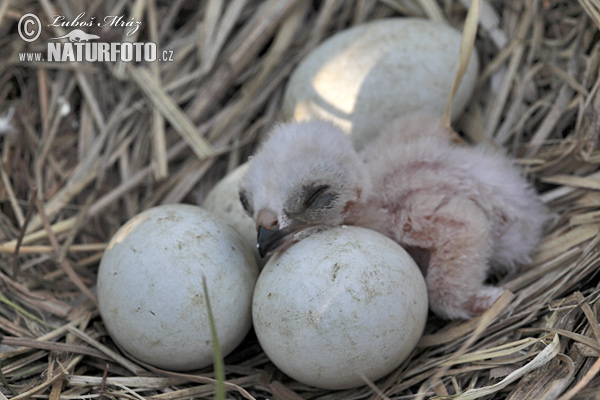 Burung Lang Kepala Putih