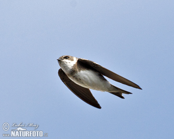 Burung Layang-layang Awan