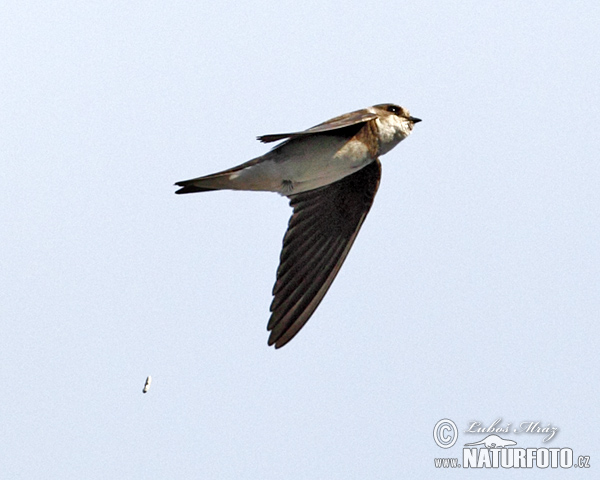 Burung Layang-layang Awan