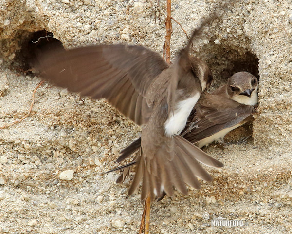 Burung Layang-layang Awan