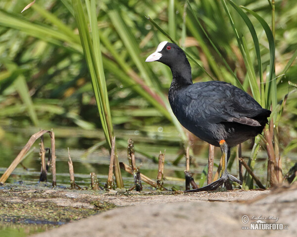 Burung Pangling Hitam