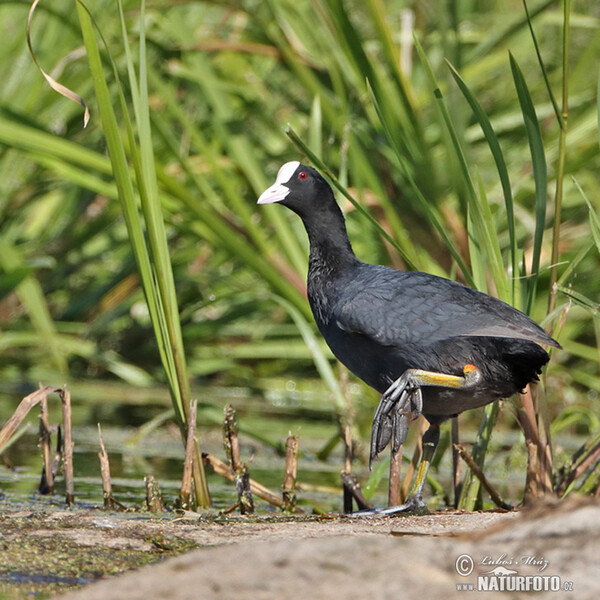 Burung Pangling Hitam