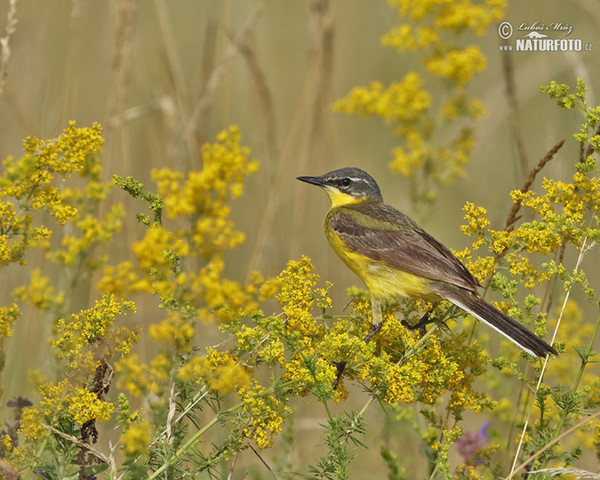 Burung Pipit Kuning