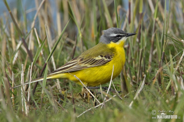 Burung Pipit Kuning