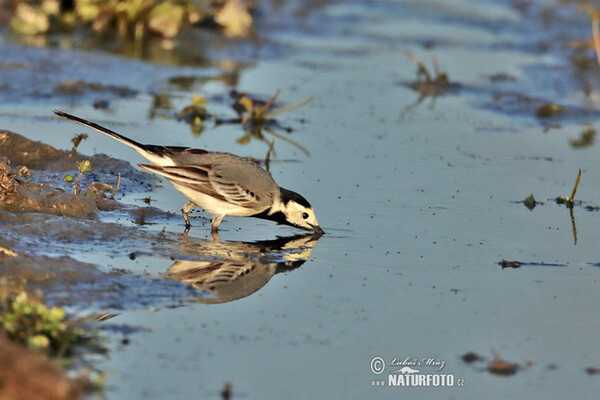 Burung Pipit Pelanduk