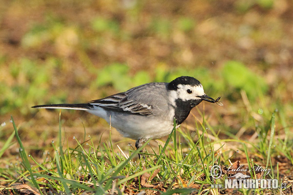 Burung Pipit Pelanduk