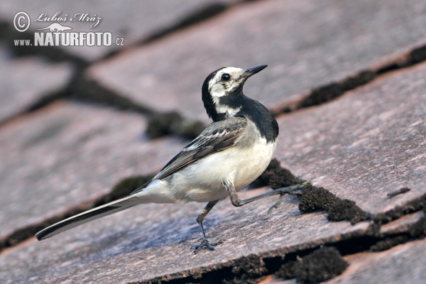 Burung Pipit Pelanduk