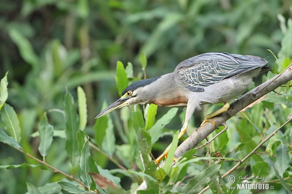 Burung Puchong Keladi