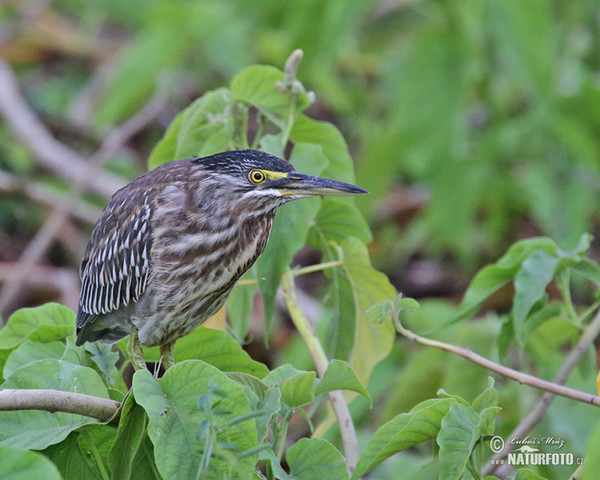 Burung Puchong Keladi