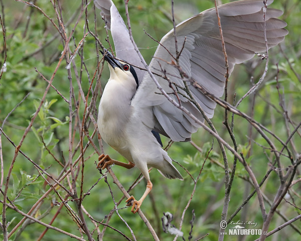 Burung Puchong Kuak