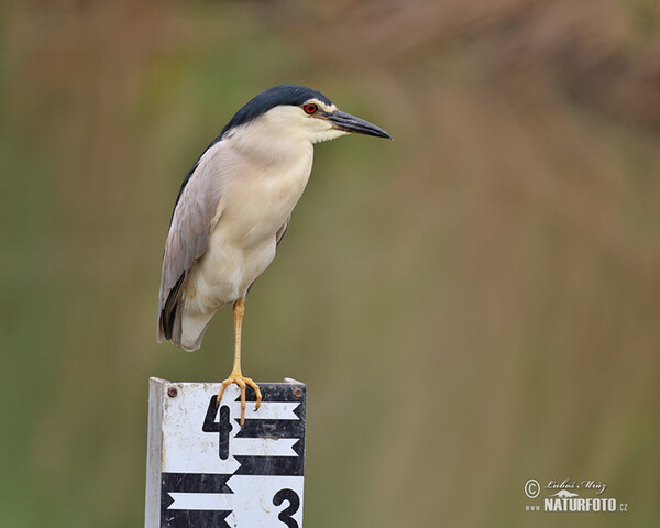 Burung Puchong Kuak