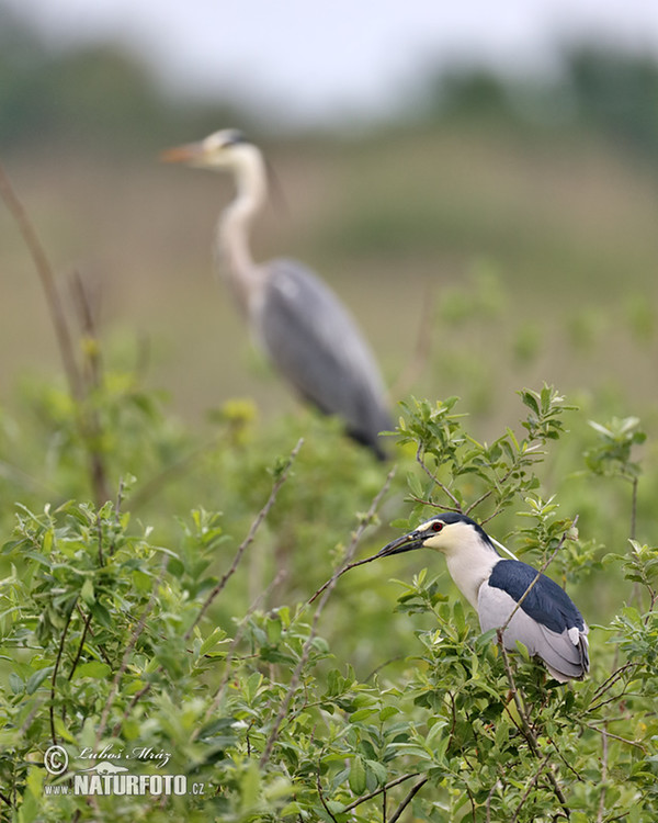 Burung Puchong Kuak