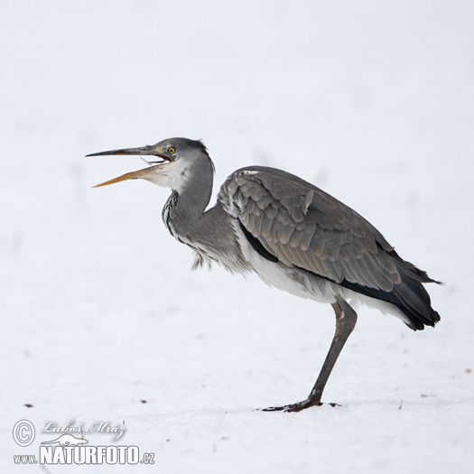 Burung Puchong Seriap