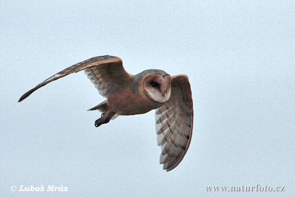 Burung Pungguk Jelapang